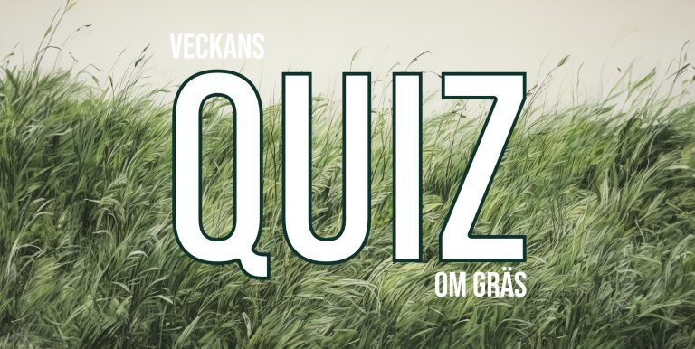 Quiz gräs